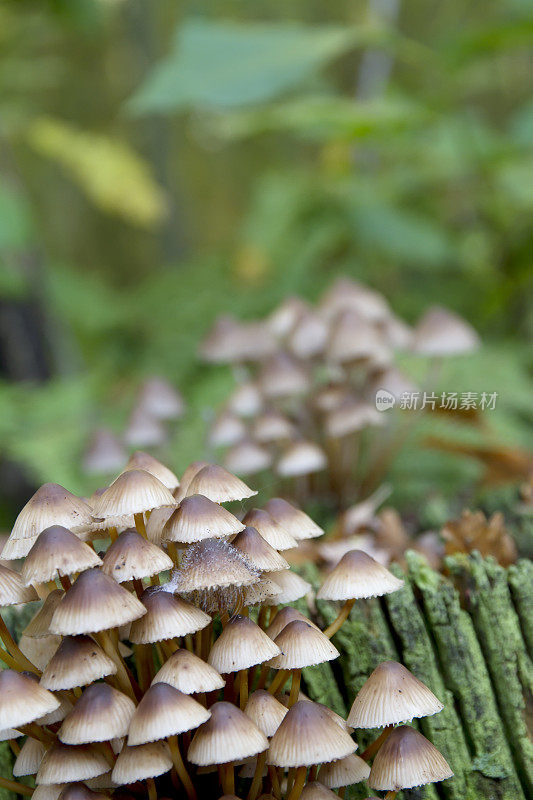 簇状帽菌(Mycena inclinata)